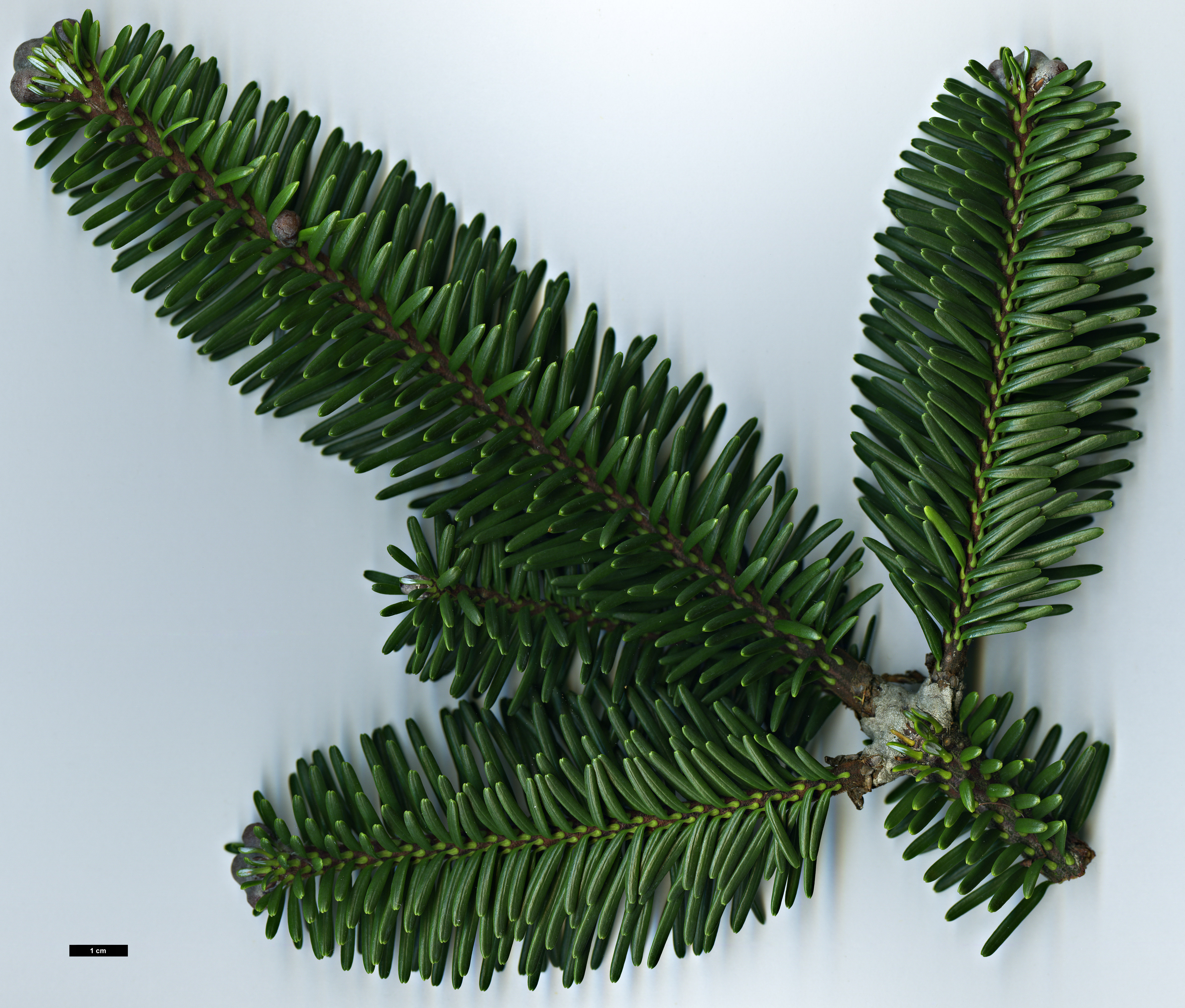 High resolution image: Family: Pinaceae - Genus: Abies - Taxon: forrestii - SpeciesSub: var. georgei